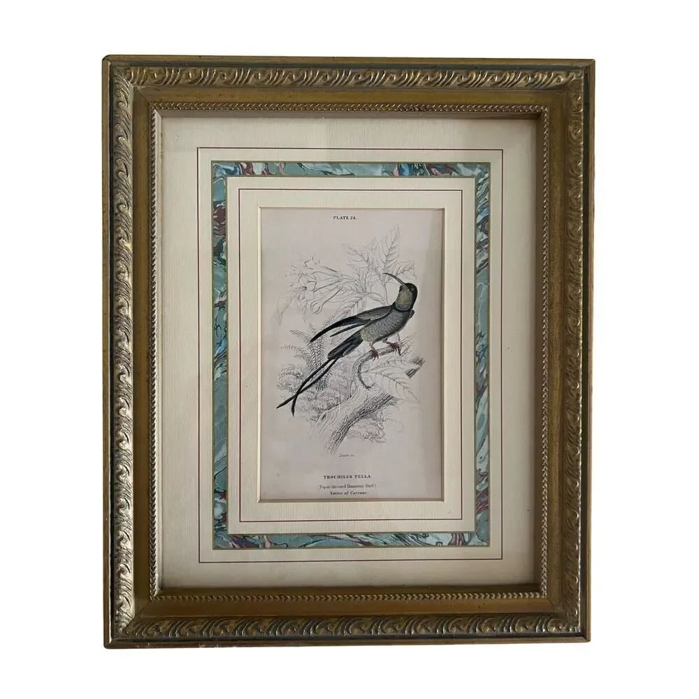 Framed Book Plate 24 Lixar Trochilus Pella Hummingbird 11.5”x 9 5/8” French Mat